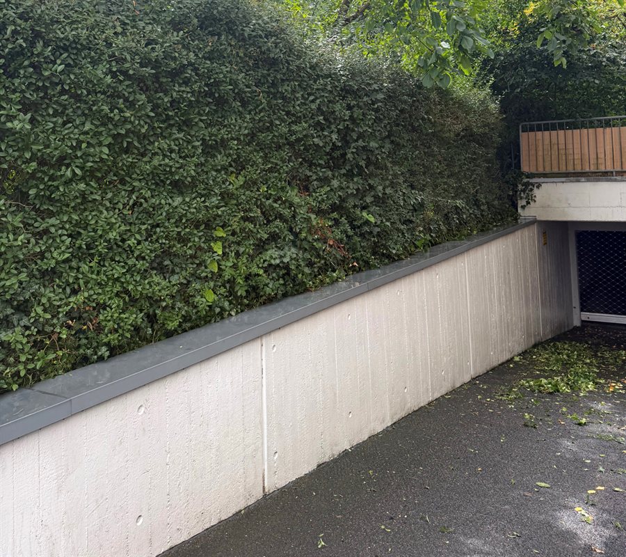 Hecke an der Garagenzufahrt nachher – geschnitten
