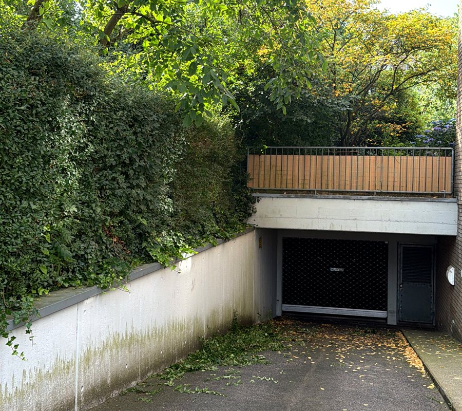 Hecke an der Garagenzufahrt vorher – überwuchert